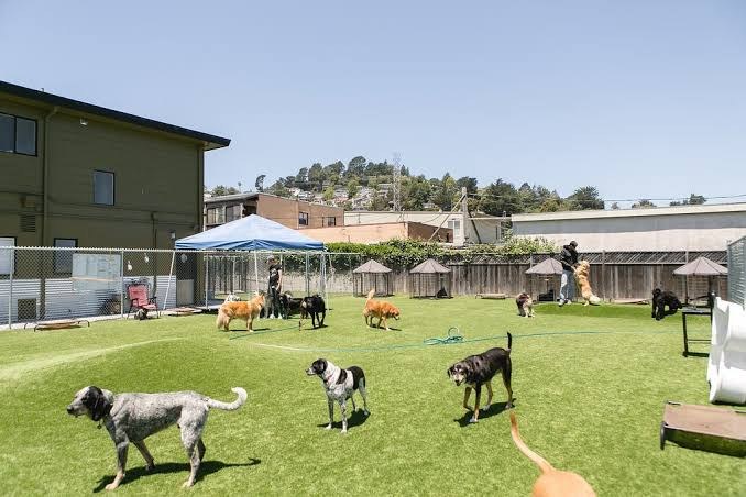 A busy afternoon in AlphaDog's outdoor play yard