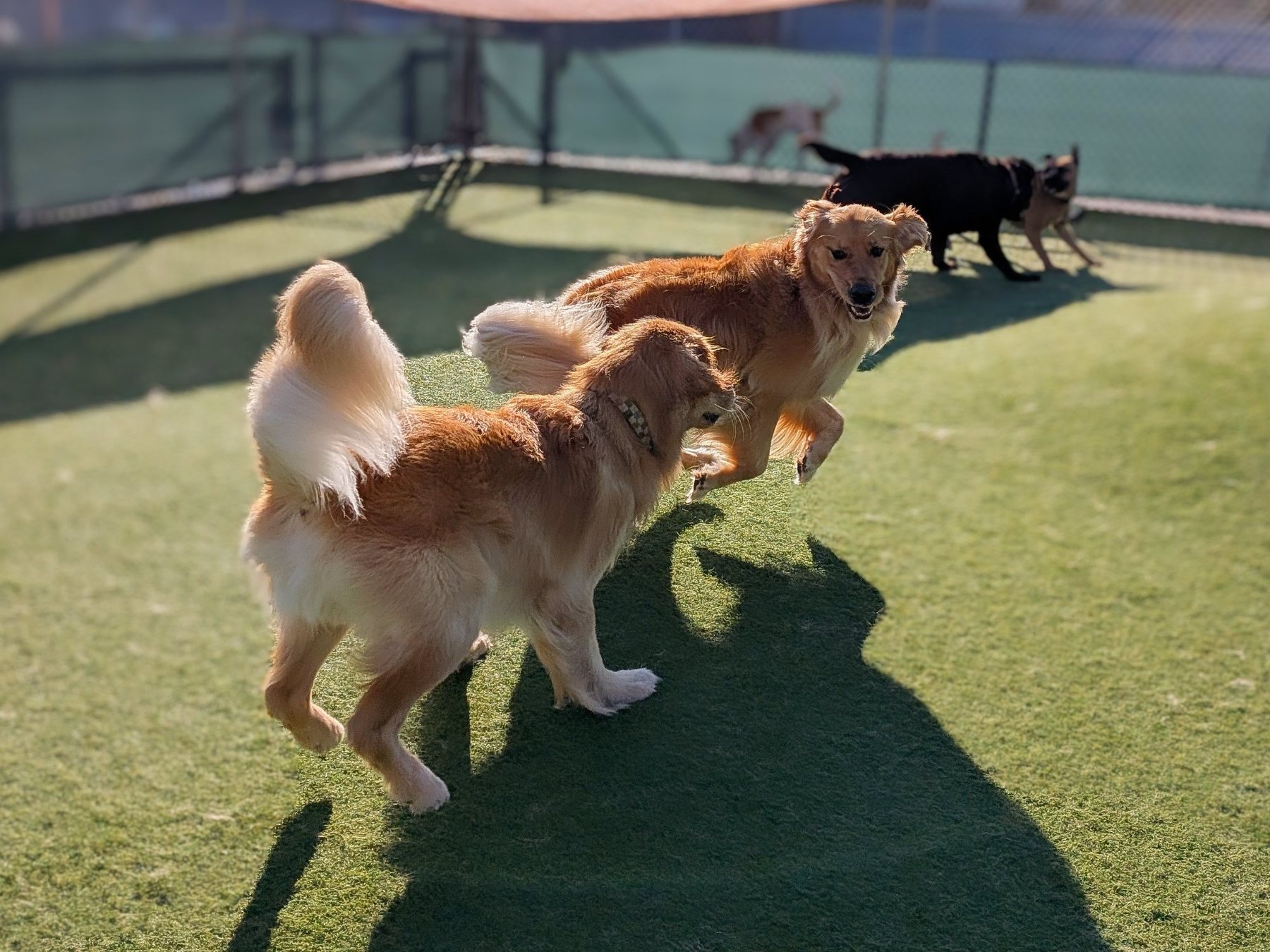 A happy pup on AlphaDog's outdoor turf yards